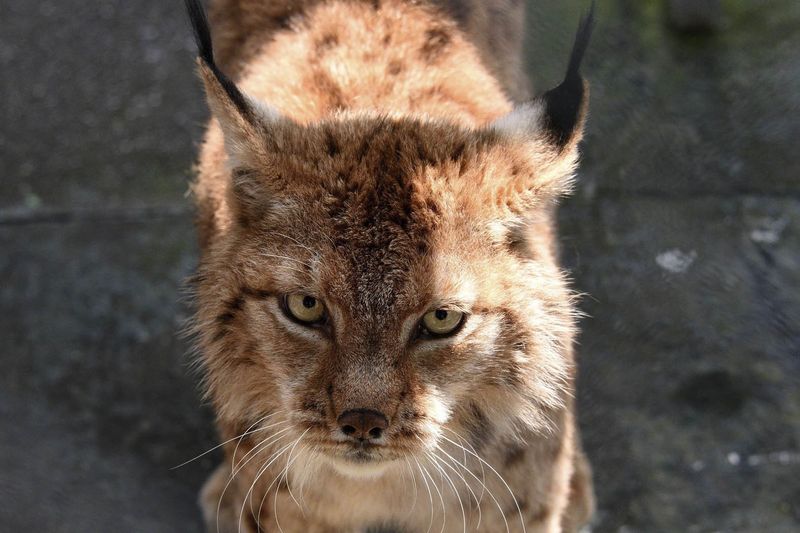 Balkan Lynx