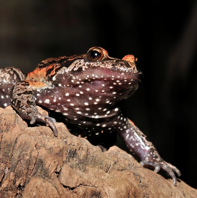Lazarus Species: Nature's Own Resurrections