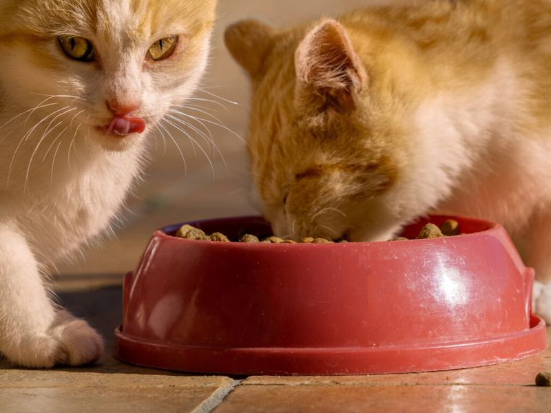 Switch To Wet Food