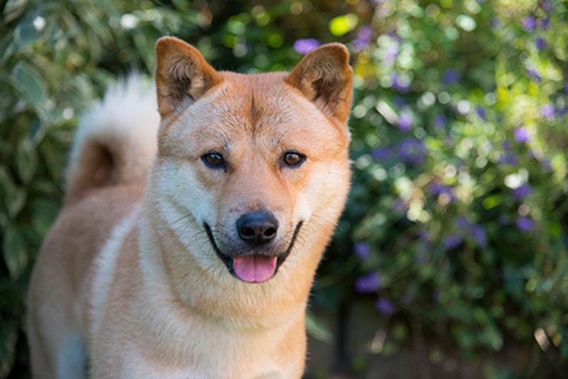 Korean Jindo