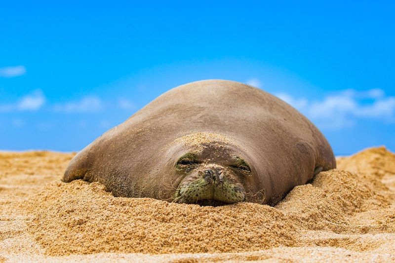 Caribbean Monk Seal