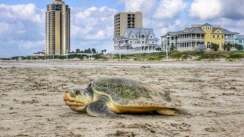 Coastal Development Shrinks Nesting Habitat