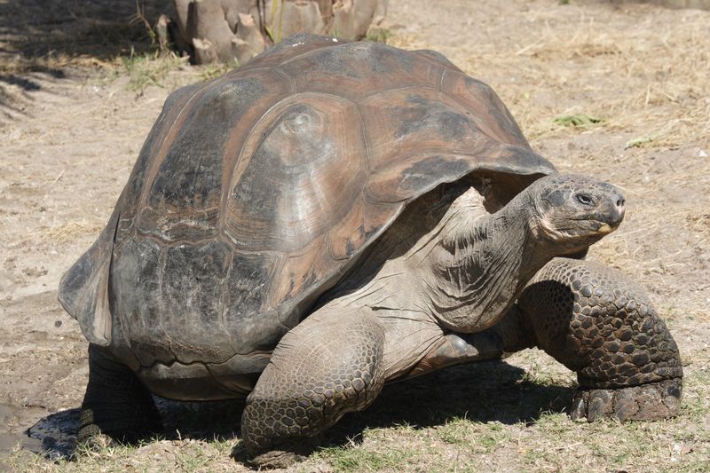 Giant Tortoises: Shell-Dwelling Centenarians