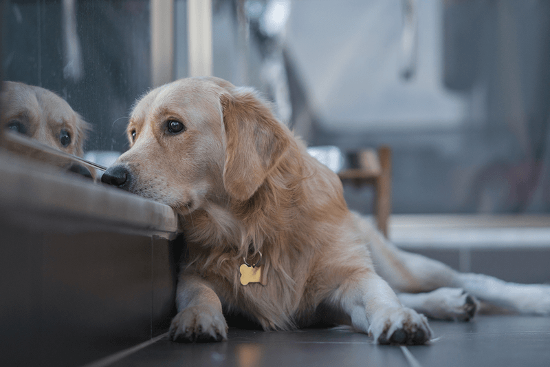 Breed Differences In Emotional Processing