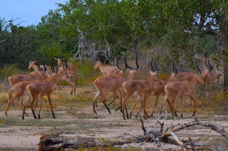Habitat Loss Due To Bush Encroachment