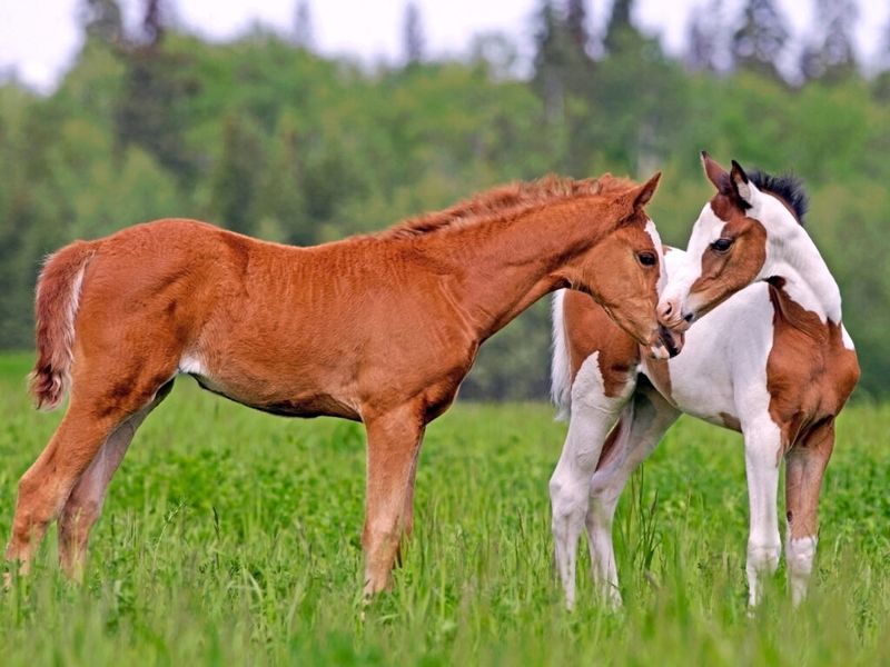 Plan Proper Weaning Strategies