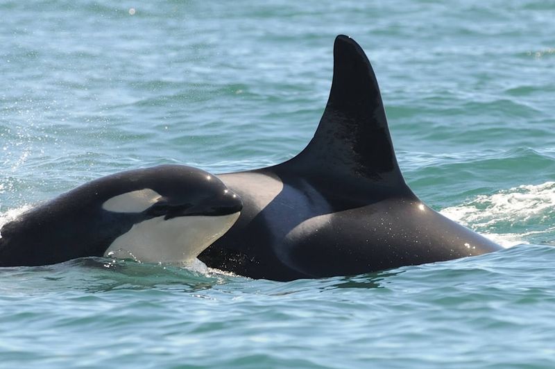 Threats To Orca Populations