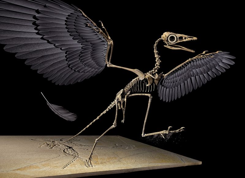 The Blurring Line Between Birds And Dinosaurs In The Fossil Record