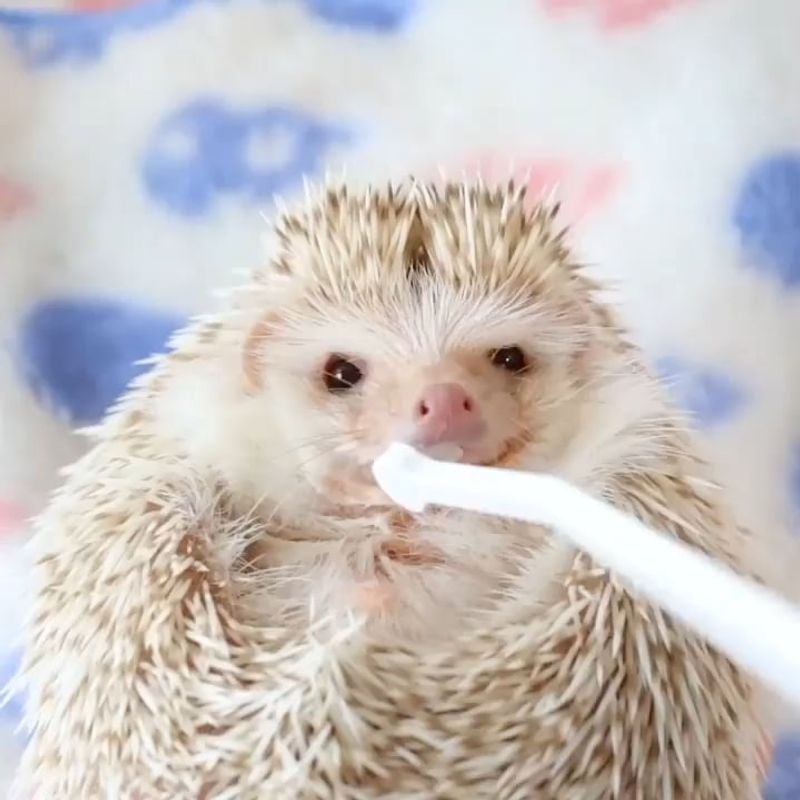 Brushing Teeth