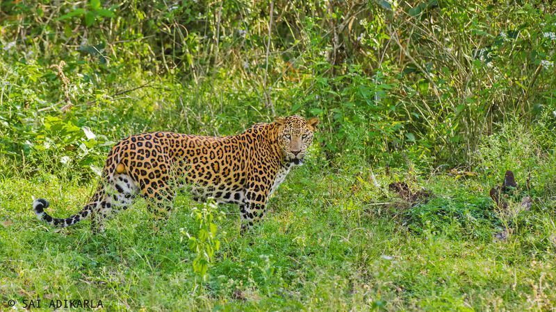 Threats To Leopard Populations
