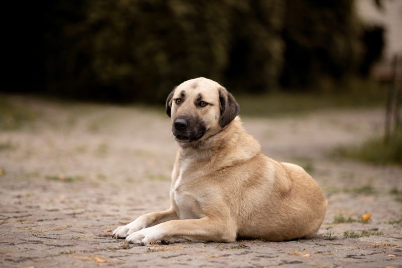 Resolute Kangal