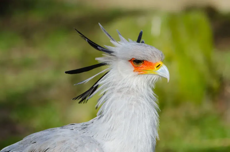 Unique Evolutionary Traits
