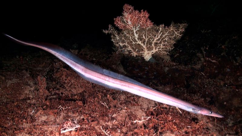 Living A Mysterious Deep-Sea Life