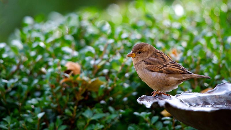 Natural Bird Preference