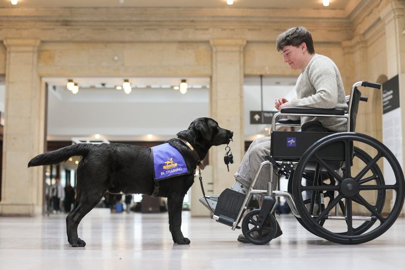Dogs Are Lifesavers For Those With Disabilities