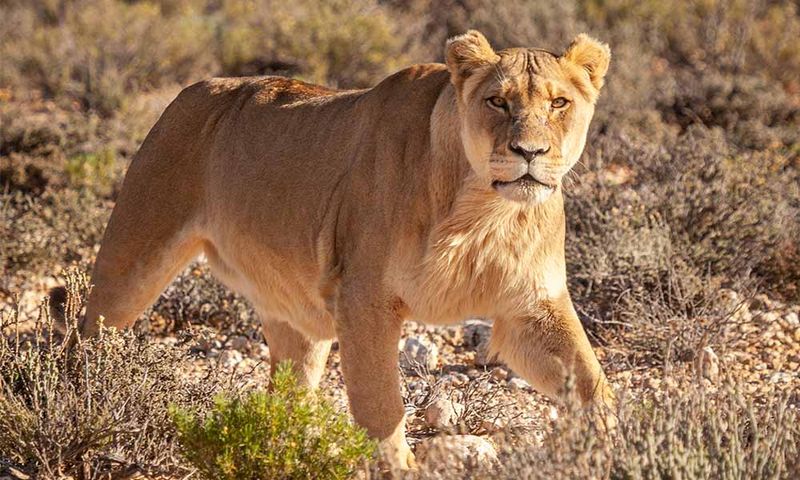 Competition With Other Carnivores