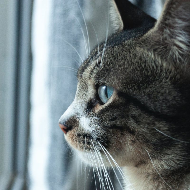 Position Screens At Cat Eye Level