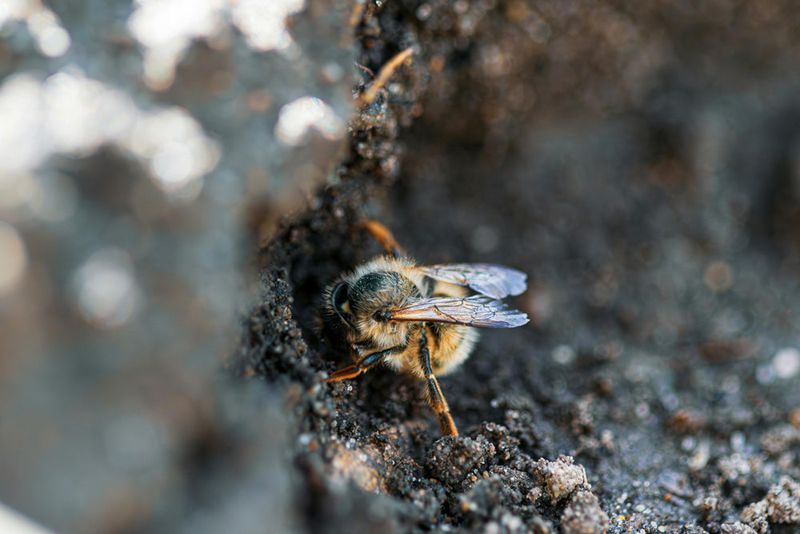 Encourages Bees To Forage In Bad Weather