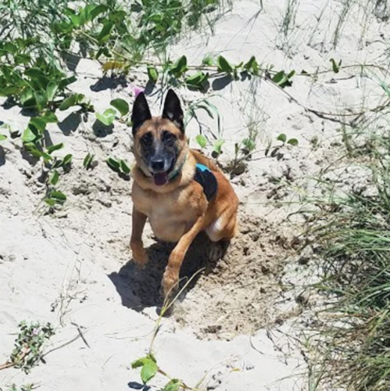 Unleashed Dogs Disturb Nesting Sites