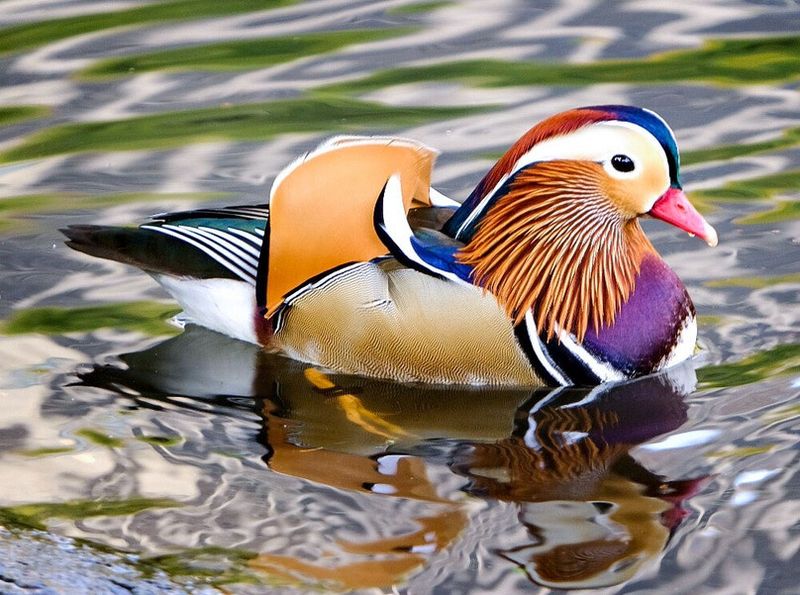 Mandarin Duck