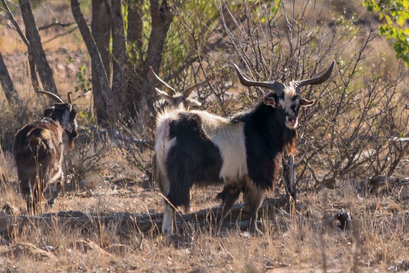 Feral Goat