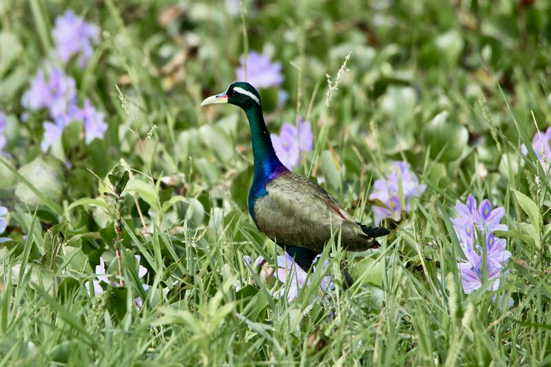 Bronze-Winged Jacana: Floating Leaf Platforms