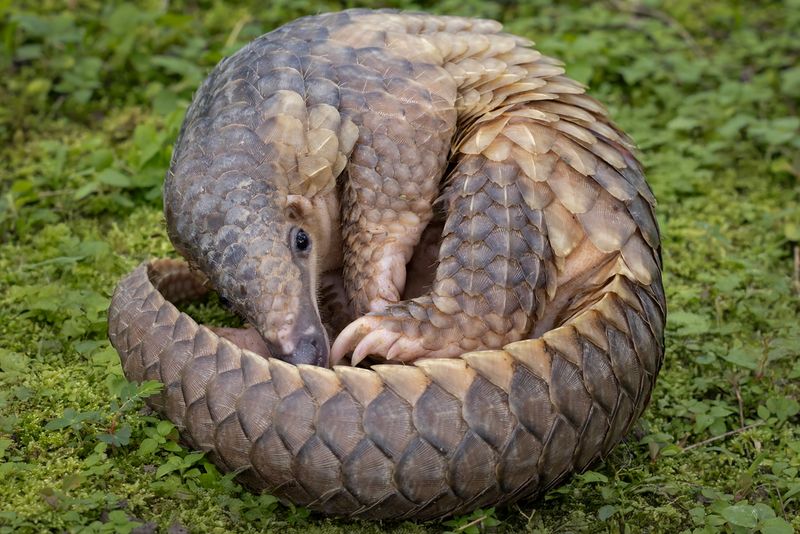 Sunda Pangolin (Manis javanica)