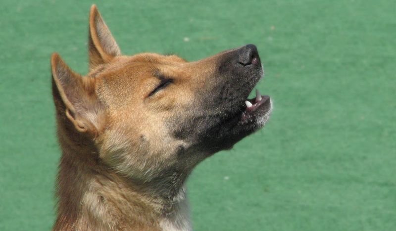New Guinea Singing Dogs – The Vocal Mountain Ghosts