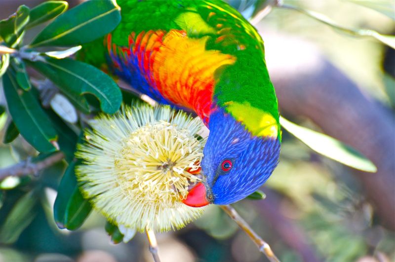 Rainbow Lorikeet: Australia's Feathered Party