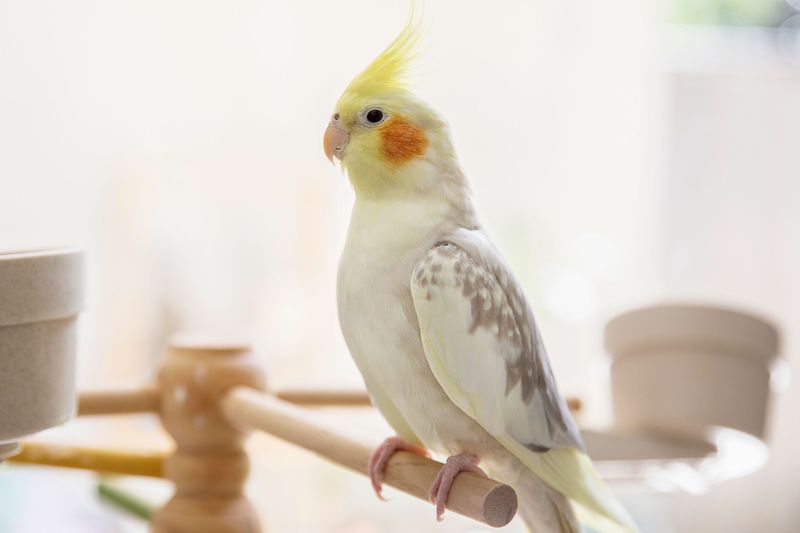 Cockatiel: The Whistling Companion
