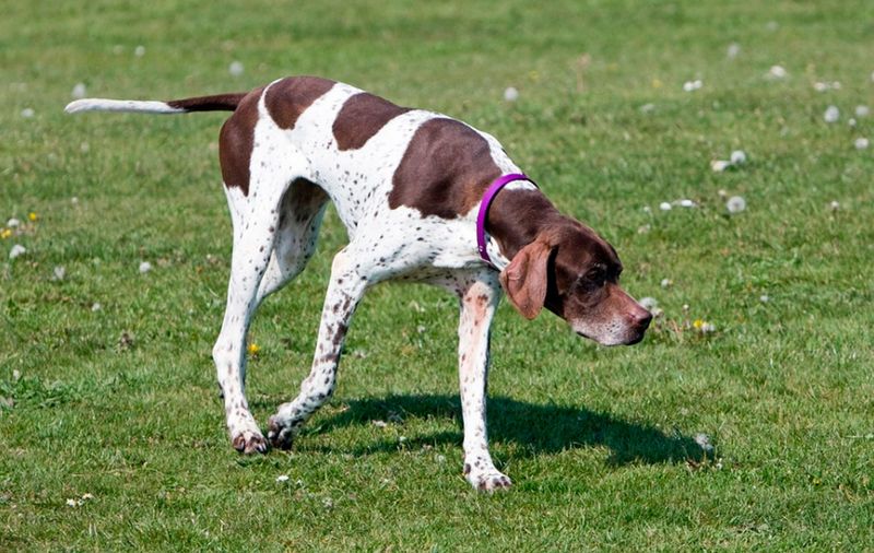 Breed-Specific Behavioral Tendencies