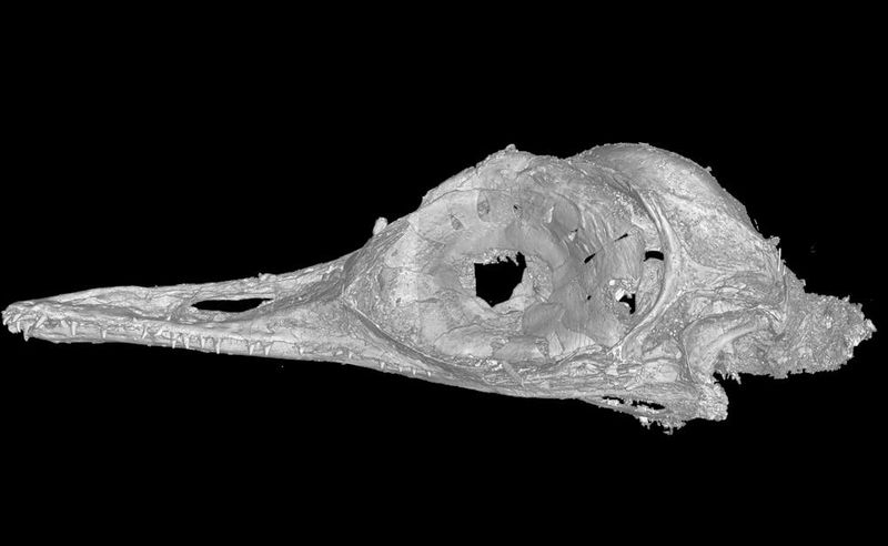 The Mystery Of Oculudentavis And Its Unique Features