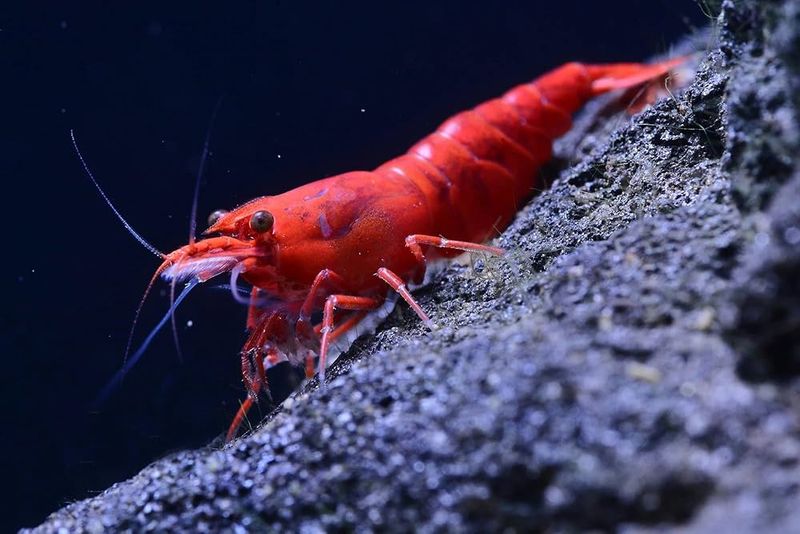Whimsical Whisker Shrimp