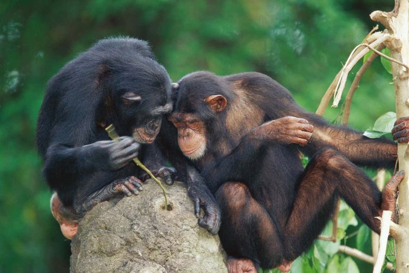 Social Learning Of Healing Methods