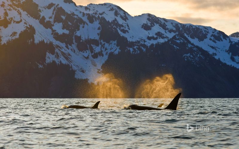 Resurrection Bay, Alaska