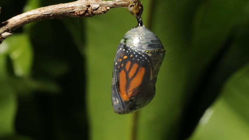 Mature Chrysalis: Signs Of Completion