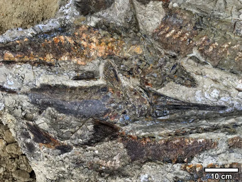 How The Tanis Site Provides Evidence Of The Extinction Event