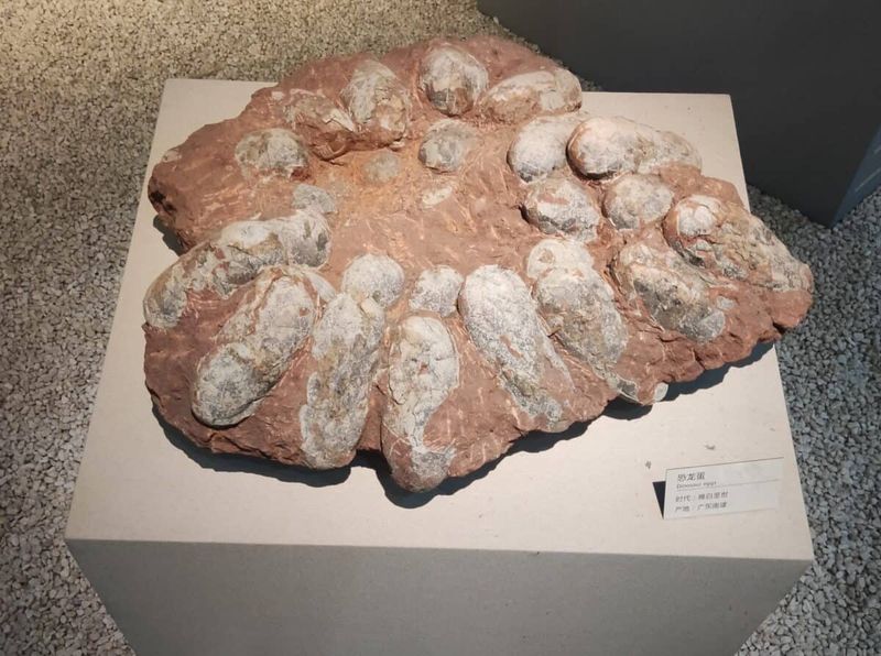 How The Nest Provides Clues To Dinosaur Reproductive Strategies