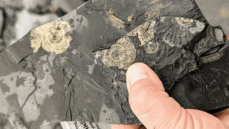 How Low-Oxygen Environments Led To Exceptional Fossil Preservation
