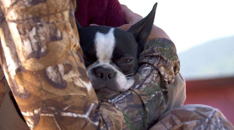 Protect Your Pets With Extra Vigilance