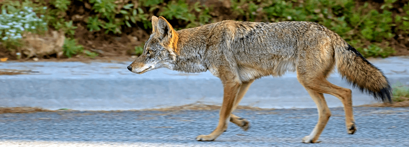 Report Repeated Sightings