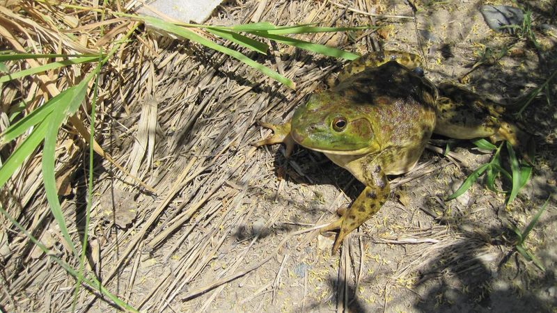 The Problem With Invasive Species