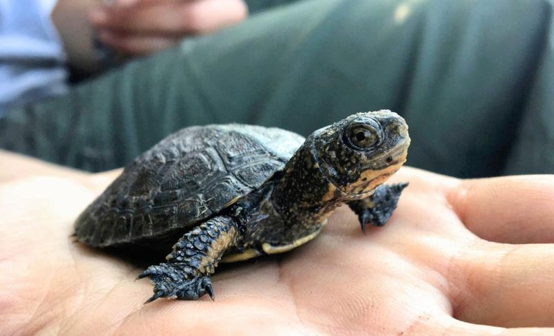 The Invasive Threat Of American Bullfrogs