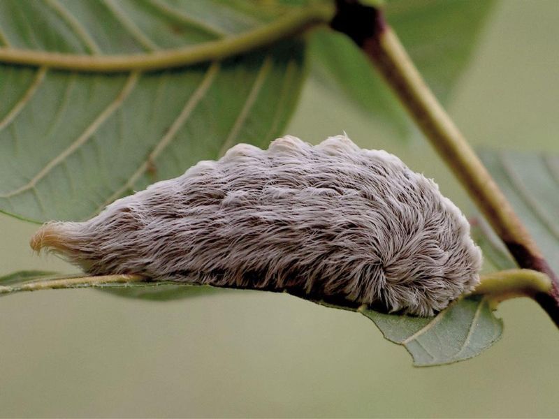 Puss Caterpillar (Asp)