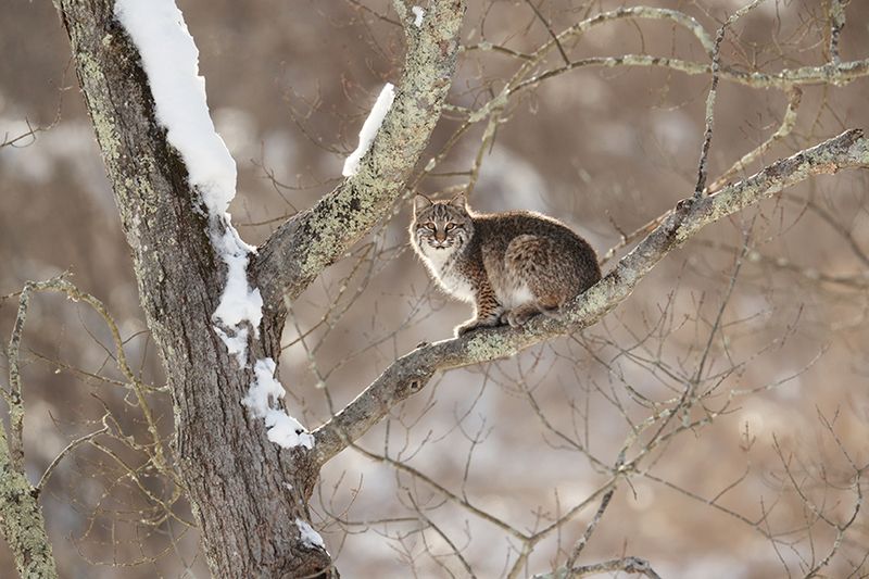 Connecticut's Hidden Prowlers