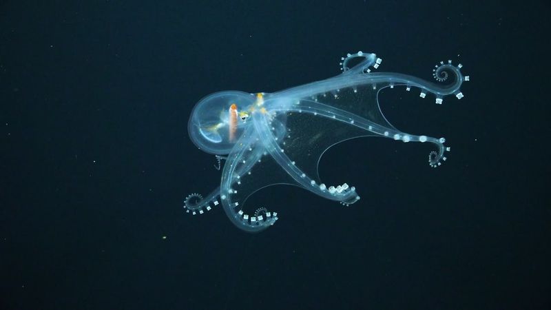 Abyssal Octopus