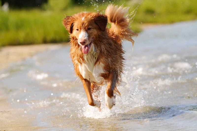 Nova Scotia Duck Tolling Retriever
