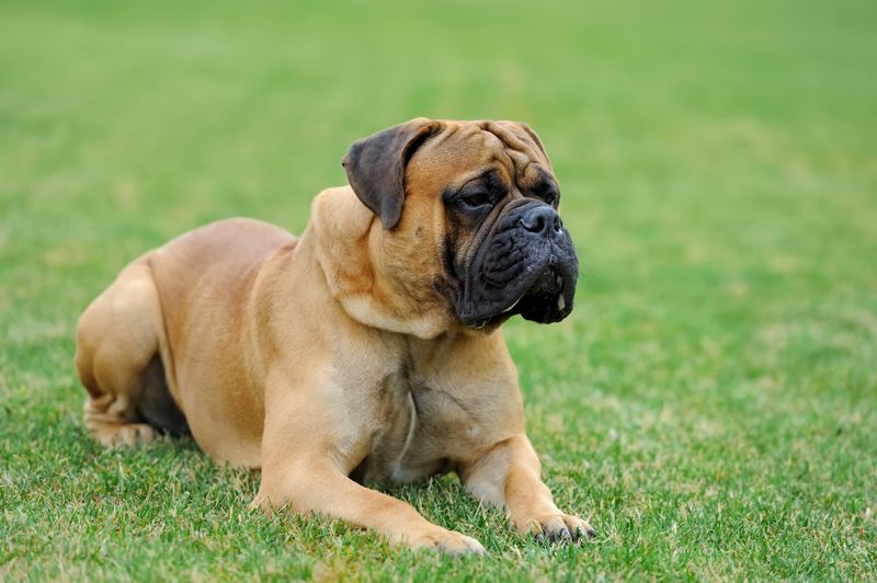 Bullmastiffs – Loyal Guardians Gone Too Soon