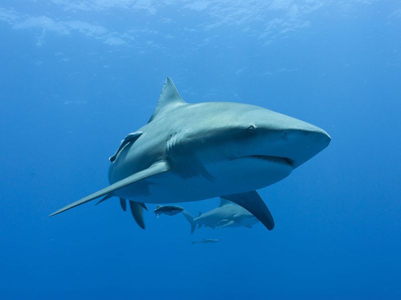 Zambezi Shark: Africa's Freshwater Terror