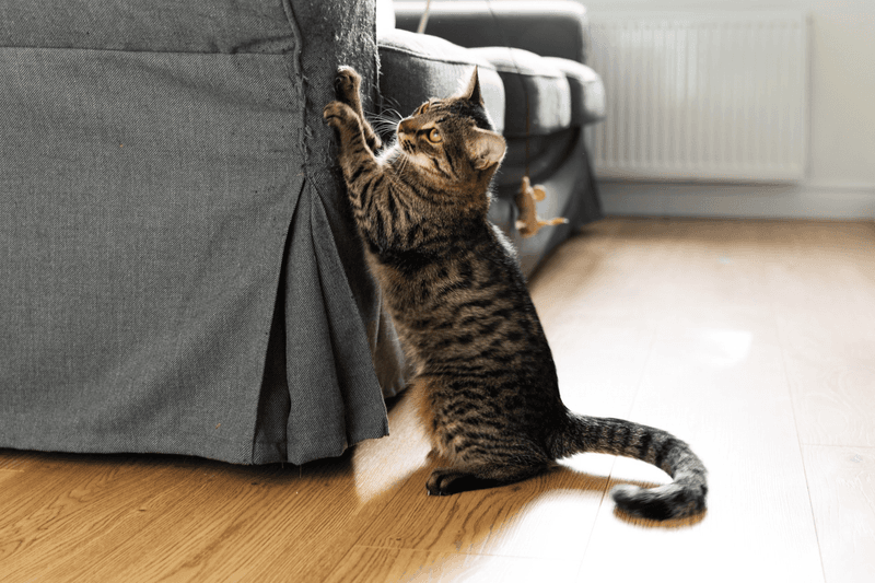 Punishing Normal Behaviors